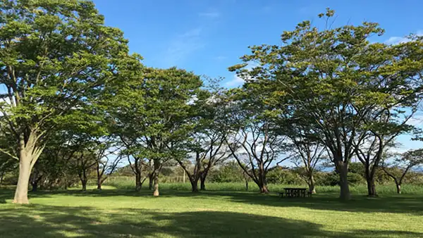 南の池公園キャンプ場